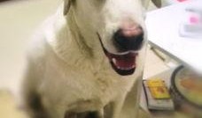 狗狗最新爆料文案,宠物界的最新爆料大公开！